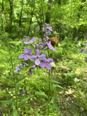 Phlox maculata