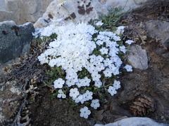 Phlox hoodii