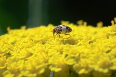 Anthrenus isabellinus