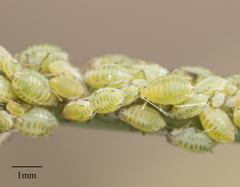 Lipaphis pseudobrassicae
