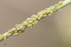 Lipaphis pseudobrassicae