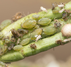 Lipaphis pseudobrassicae