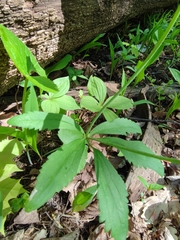 Ranunculus cassubicus