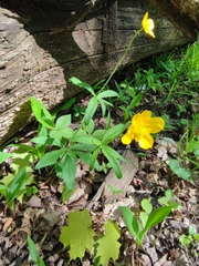 Ranunculus cassubicus