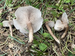 Lepista tarda