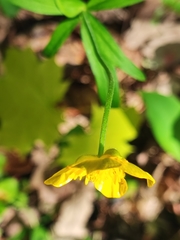 Ranunculus cassubicus