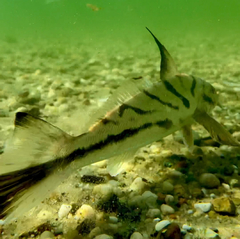 Menticirrhus saxatilis
