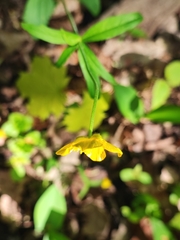 Ranunculus cassubicus
