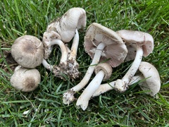 Agaricus