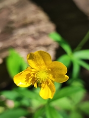 Ranunculus cassubicus