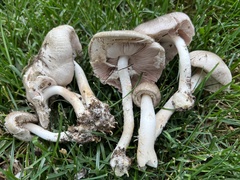 Agaricus