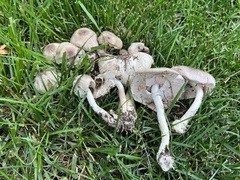 Agaricus
