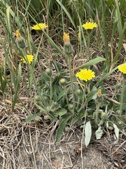 Pilosella officinarum