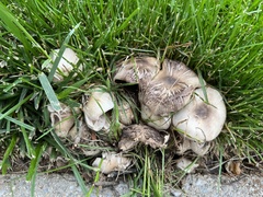 Agaricus
