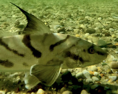 Menticirrhus saxatilis