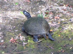Trachemys scripta scripta