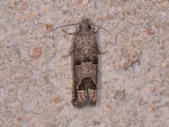 Pelochrista consobrinana