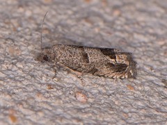 Pelochrista consobrinana