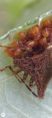 Bebaeus punctipes