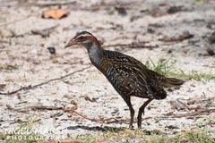 Gallirallus philippensis andrewsi