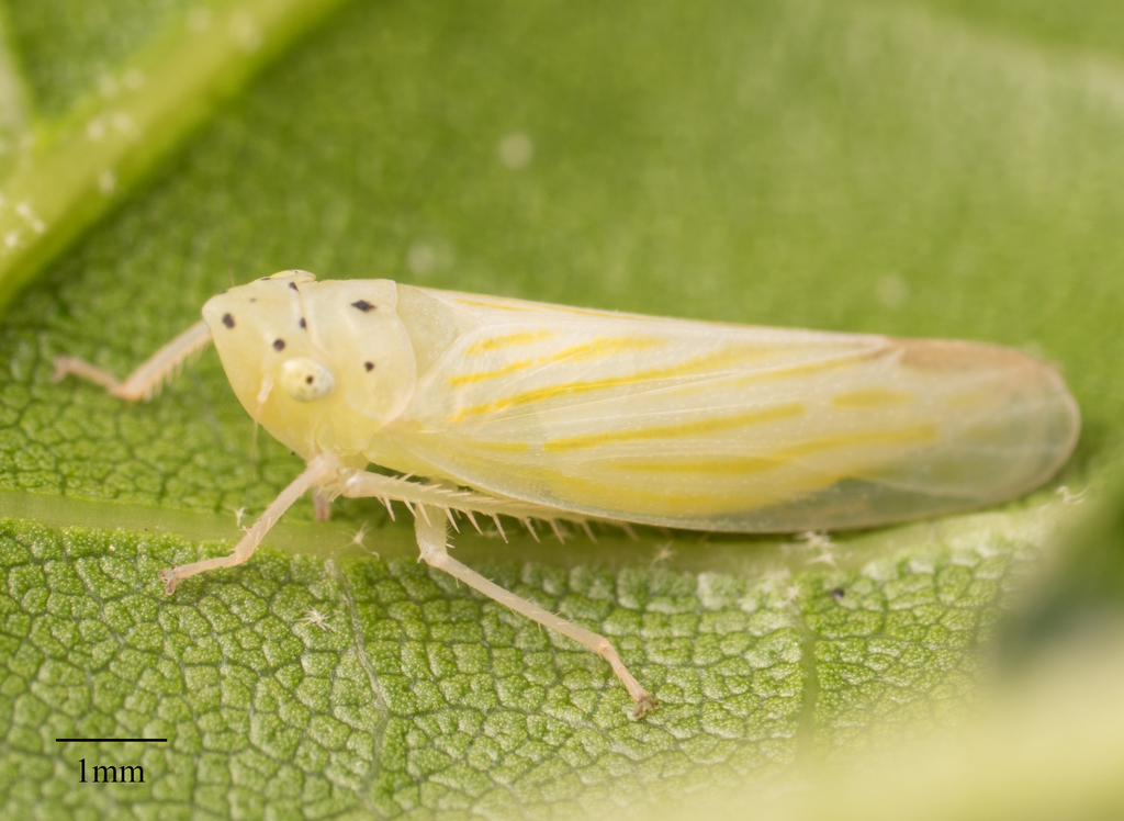 Pagaronia tredecimpunctata