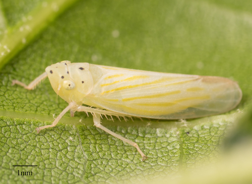 Pagaronia tredecimpunctata