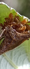 Bebaeus punctipes