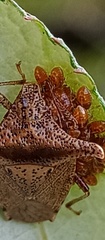 Bebaeus punctipes