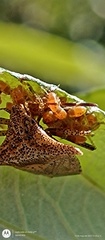 Bebaeus punctipes