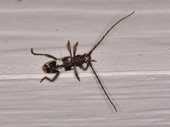 Enaphalodes taeniatus