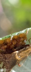 Bebaeus punctipes