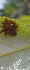 Bebaeus punctipes