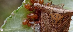 Bebaeus punctipes