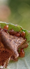 Bebaeus punctipes