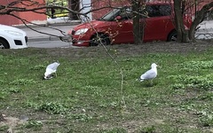 Larus argentatus