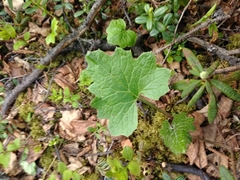 Petasites frigidus
