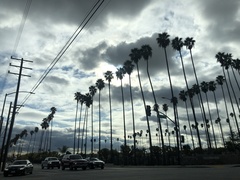 Washingtonia robusta