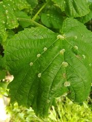 Eriophyes exilis