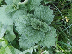 Marrubieae