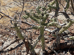 Cylindropuntia cholla