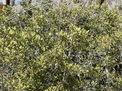 Maytenus phyllanthoides