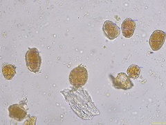 Coleosporium senecionis