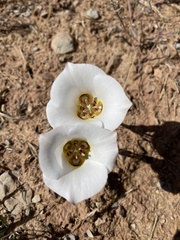 Calochortus nuttallii