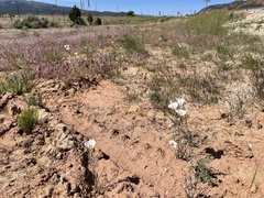 Calochortus nuttallii