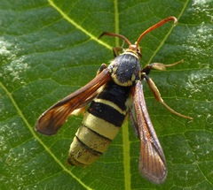 Paranthrene robiniae
