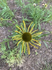 Echinacea paradoxa