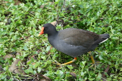 Gallinula tenebrosa tenebrosa