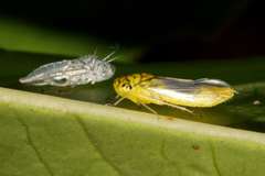 Dilobopterus costalimai