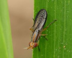 Limnia conica