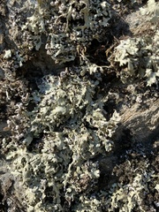 Xanthoparmelia protomatrae